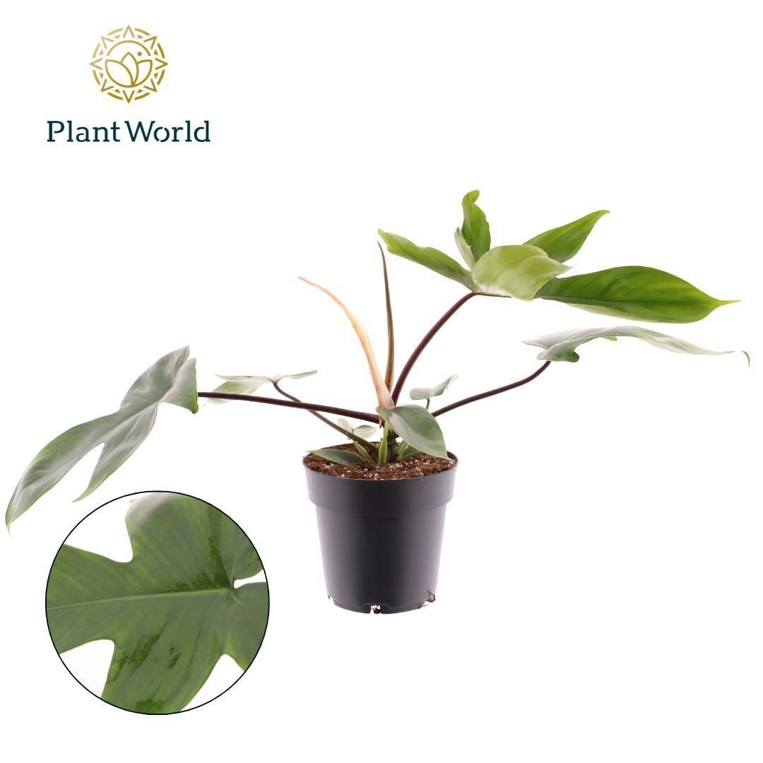 Philodendron Green Beauty, D 14 cm