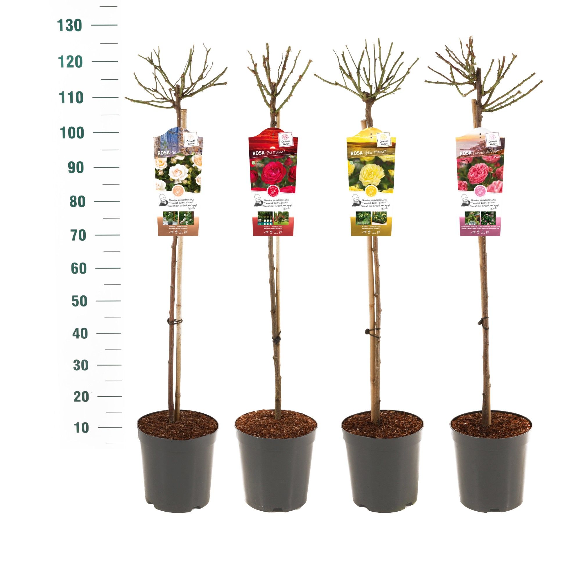 Rosa 'Mix' - 90 Stam - Exclusive Collection, D 24