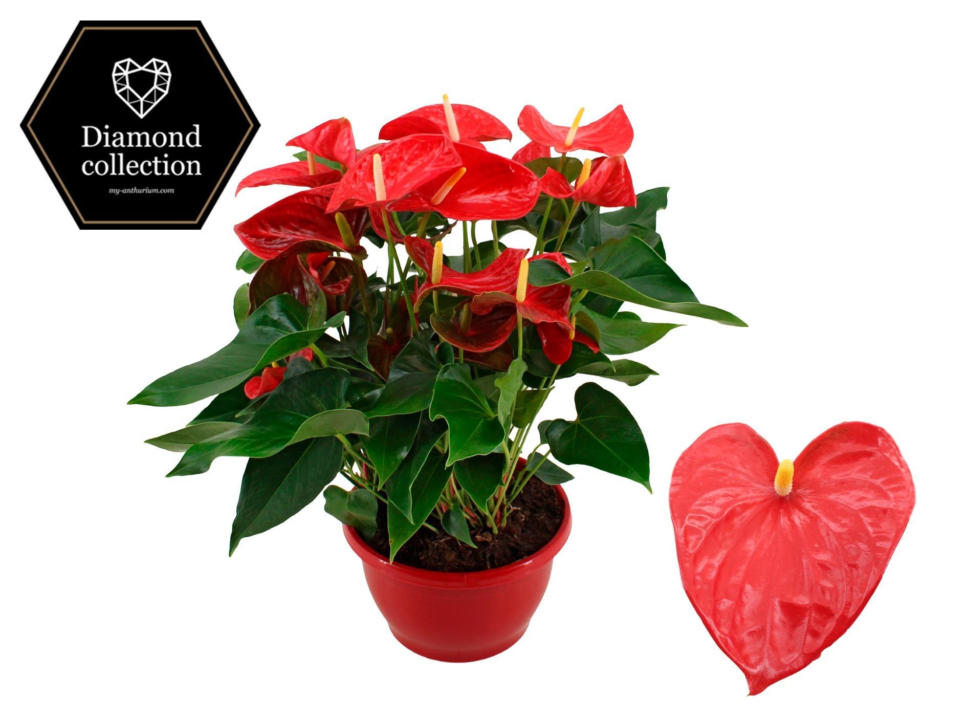 Anthurium 25 cm Casparo in Marly plastic scale, D 25 cm Anthurium 25 cm Casparo in Marly plastic scale, D 25 cm