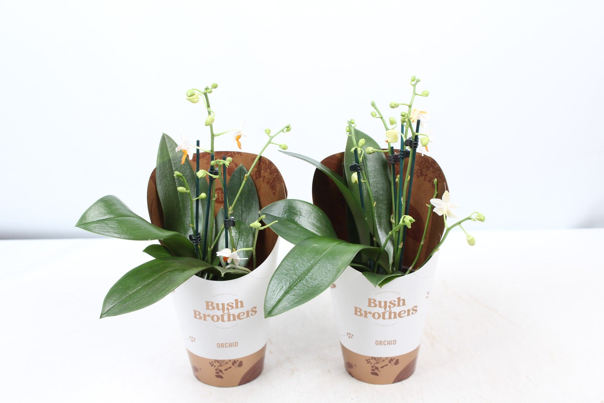 Phalaenopsis minimark 12 cm 4-5 tak, D 12