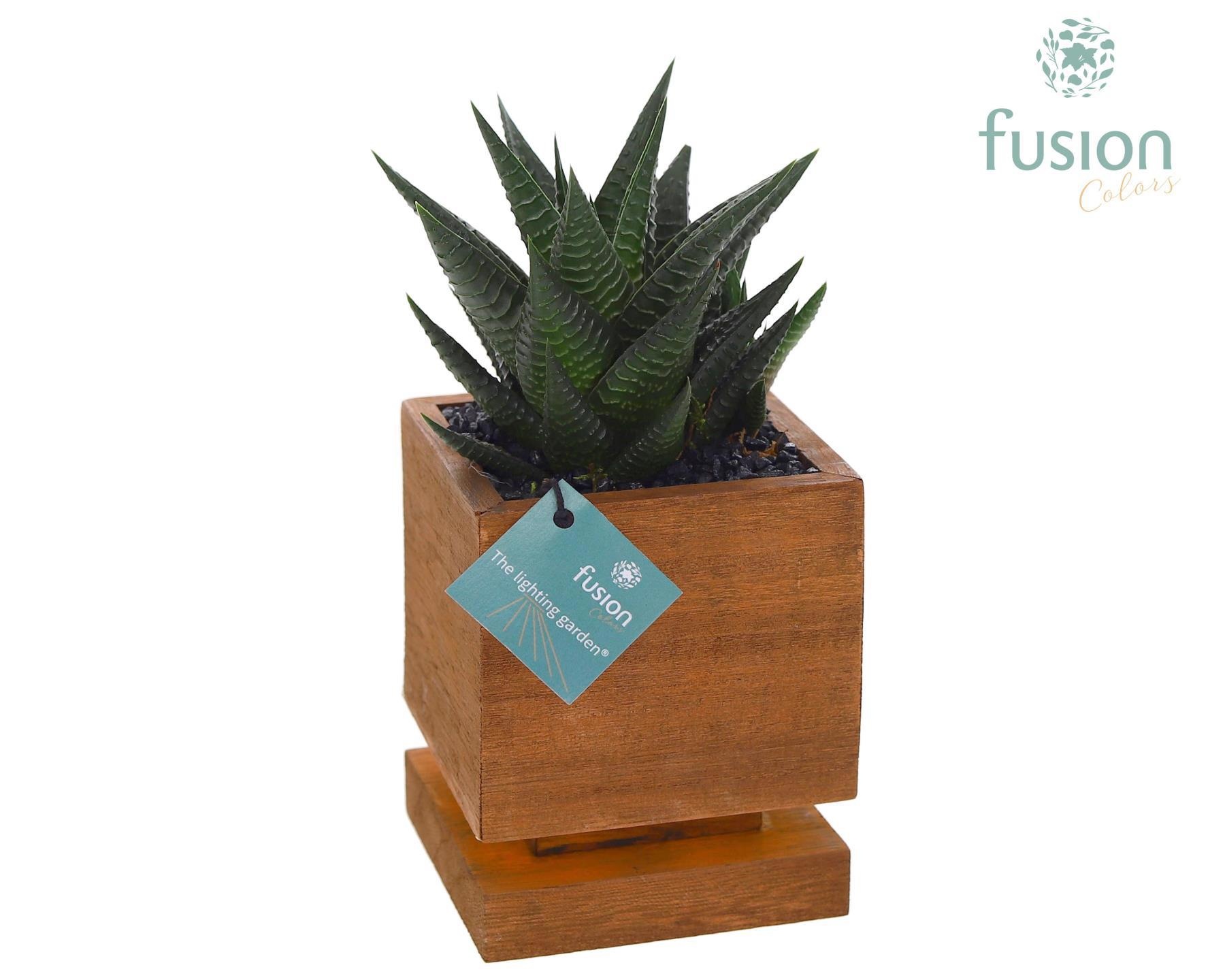 The Lighting Garden LED vierkant donker bruin Small met Haworthia, D 10