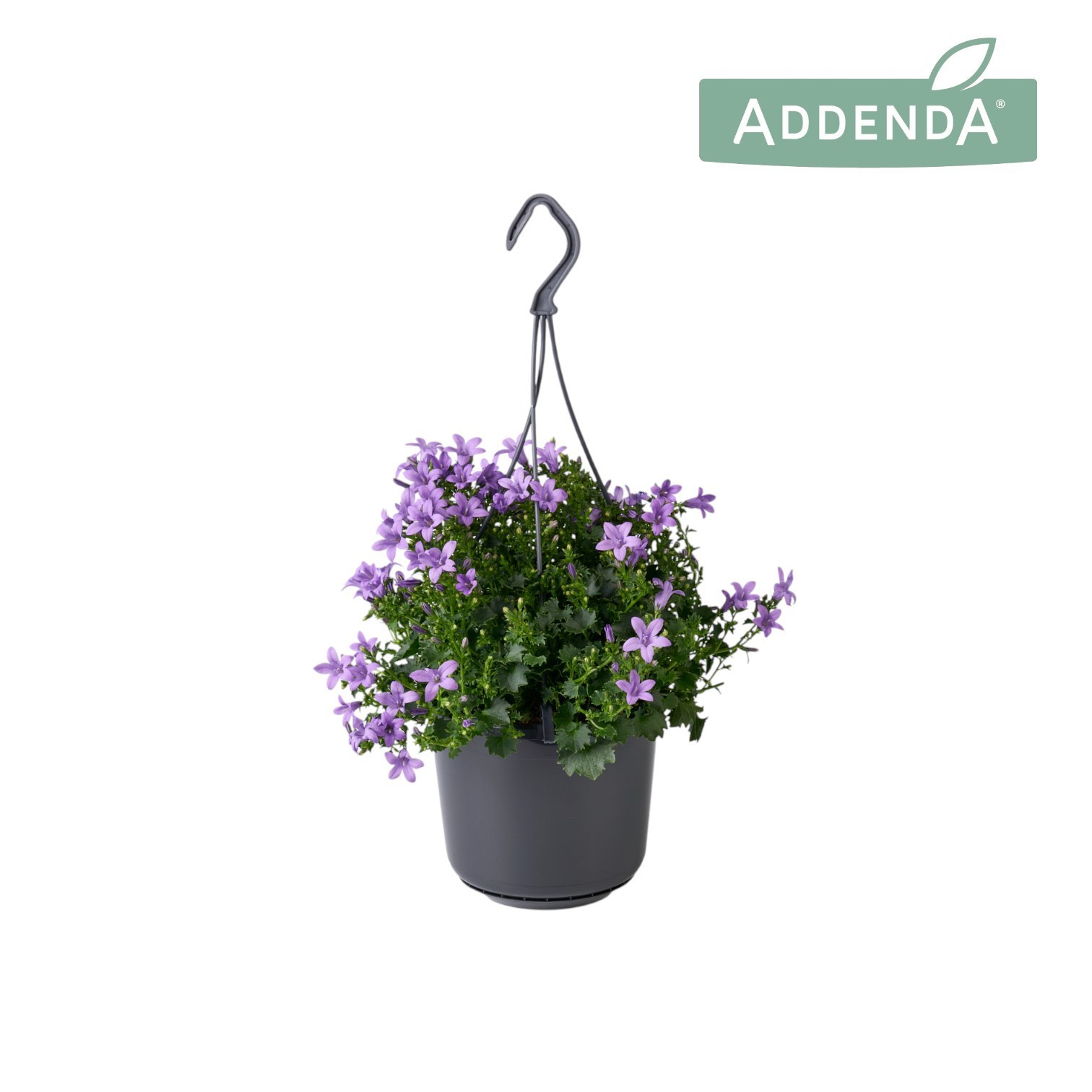 Campanula Ambella Lavender 15 cm Hangpot, D 15,5
