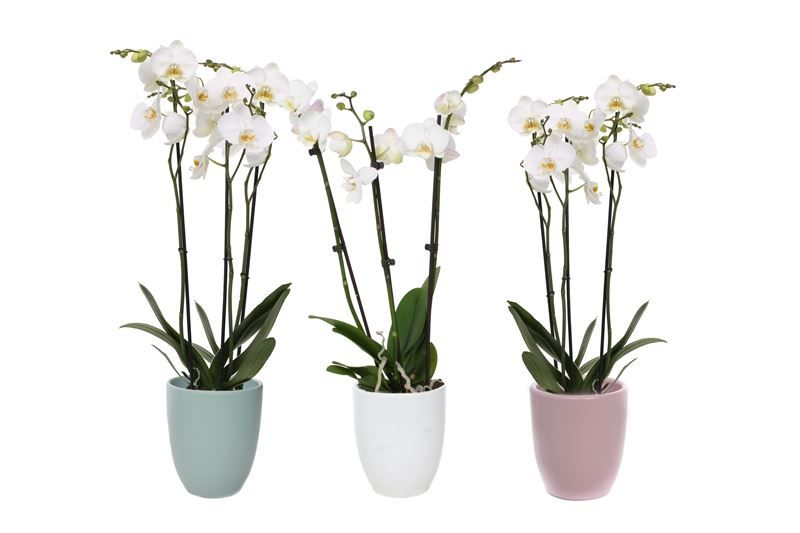 Hugo p12 mix hotel Phal white 3T18+, D 12