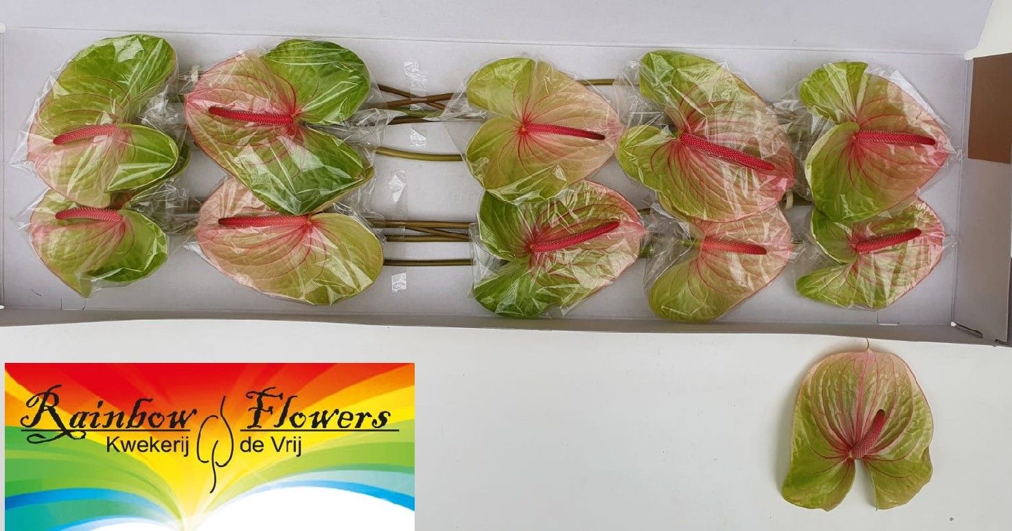 Антуриум Аво Даниель x10, шт.