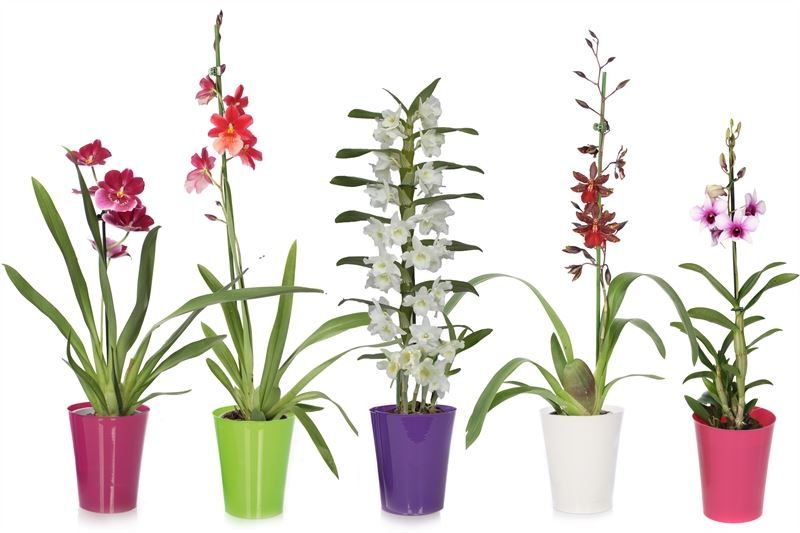 Linge p12 mix Orchideeen mix 1T, D 12