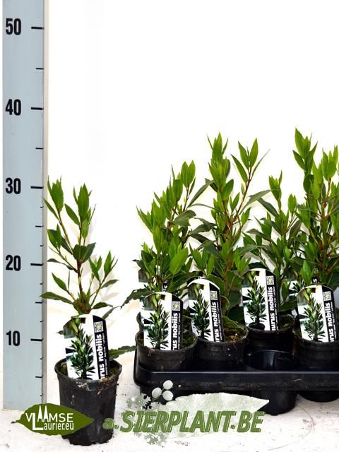 Laurus nobilis Laurus nobilis struik, D 10