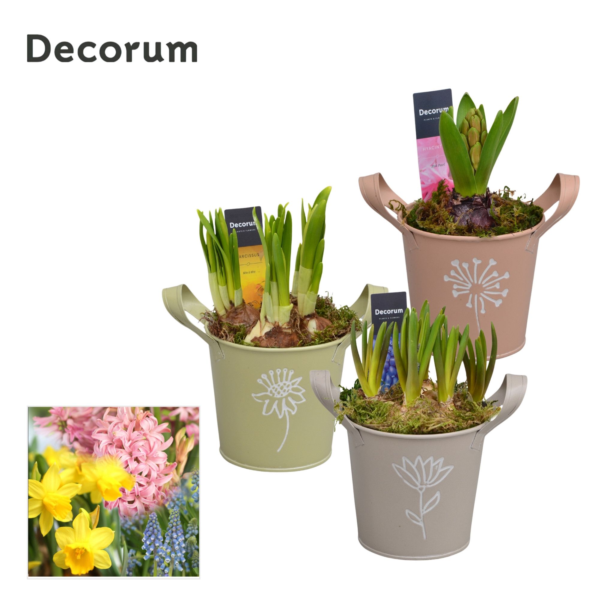 Bollenmix Botanic Zink HL14603B, D 10