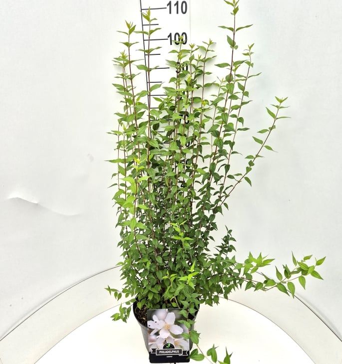 Philadelphus 'Lemoinei', D 28