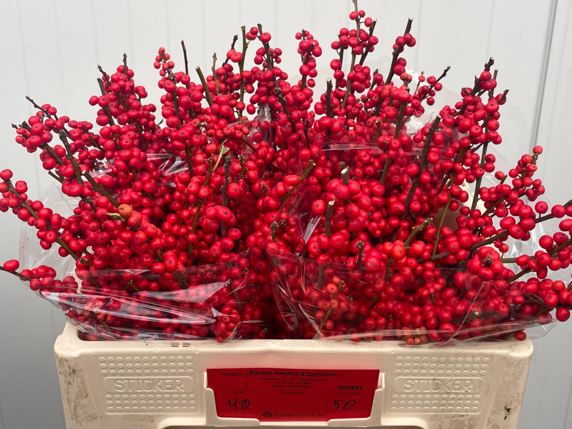 Илекс Красные ягоды 50, шт.