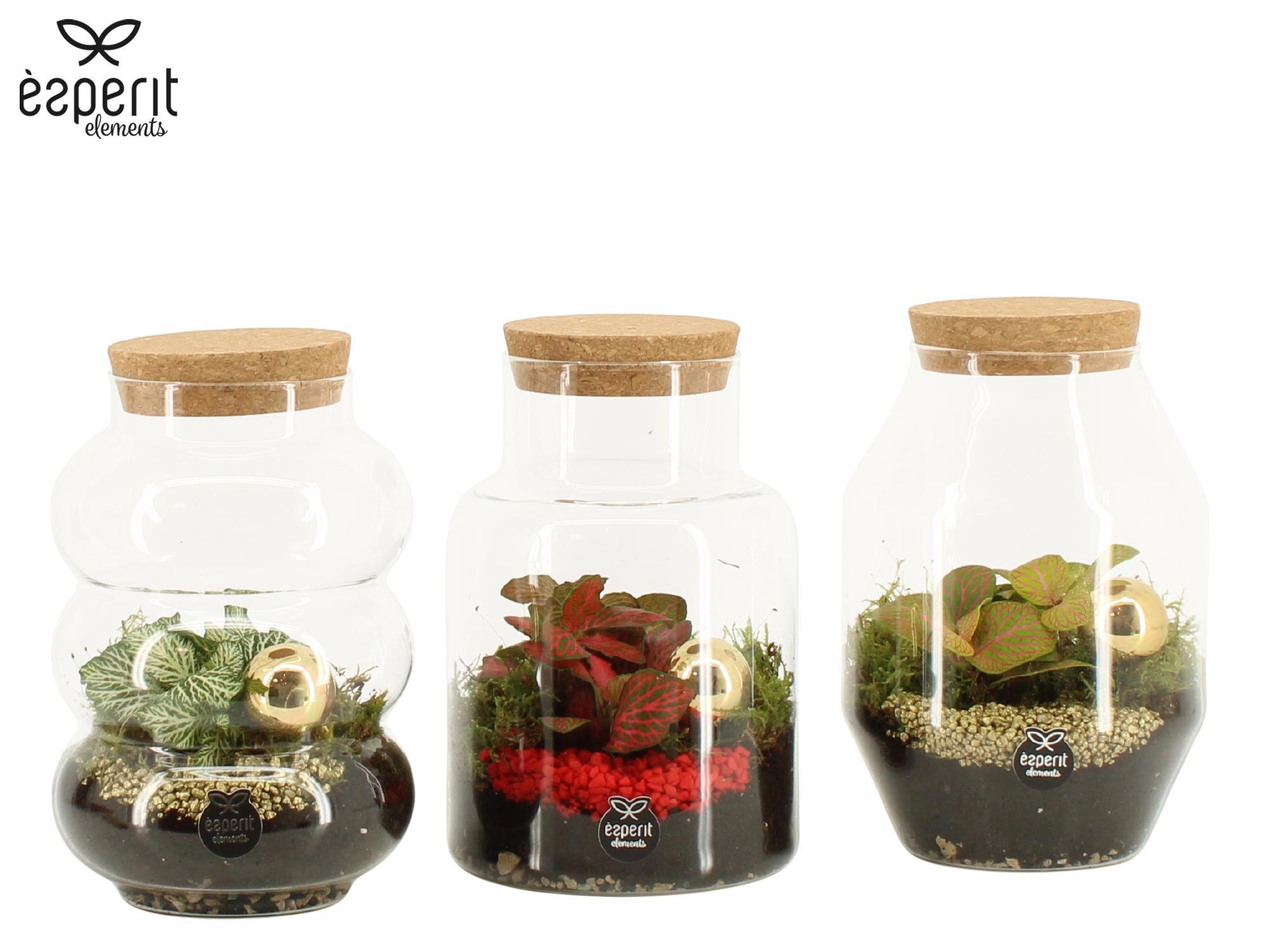 62102: X-mas terrarium, D 12