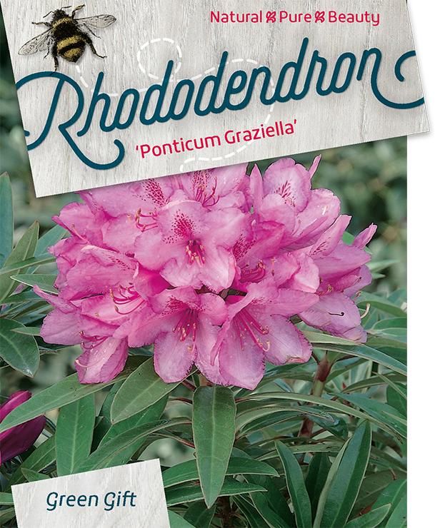 Rhodo. 'Graziella' red/pink, D 45