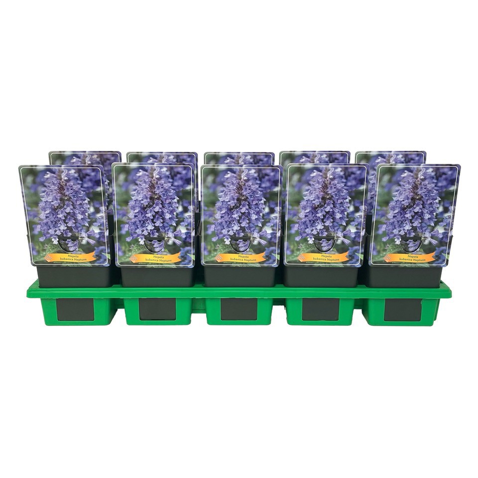 Nepeta kubanica 'Neptune' P11, D 11