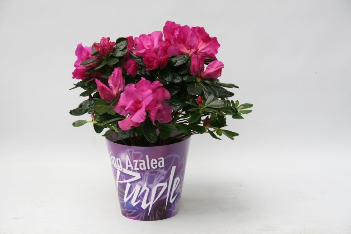 105 : Amazing Azalea Purple p12 in waterbestendige kartonnen cover jaarrond, D 12