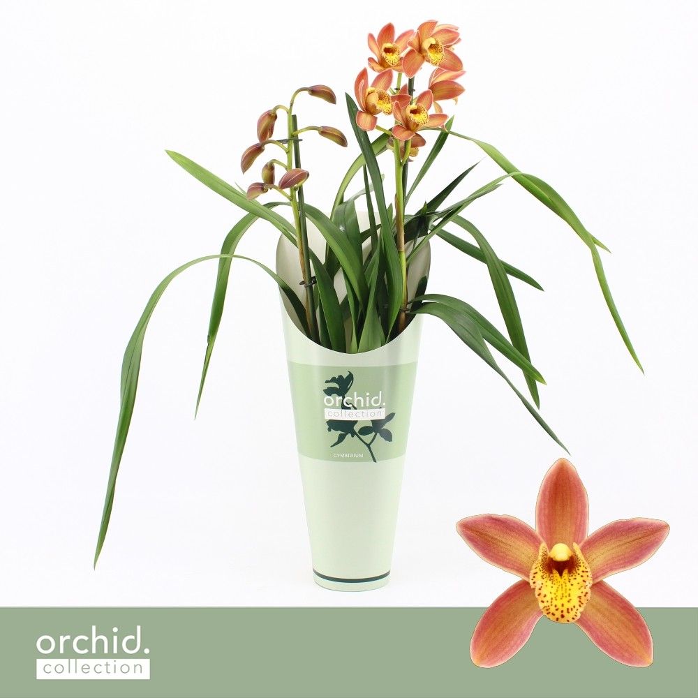 Cymbidium, Wilhelmina 2-spike 'Orchid Collection' Potcover, D 12 cm