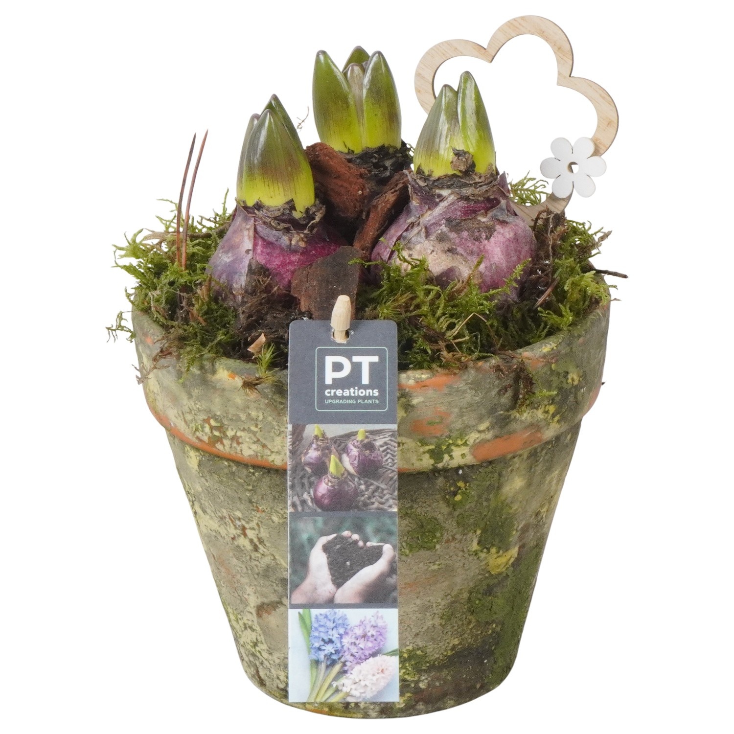 PTHC9175 Arrangement Hyacints in terracotta pot, D 14