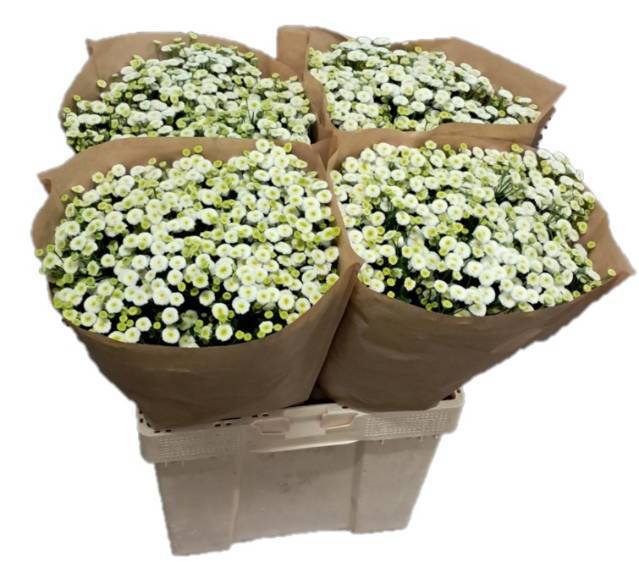 Танацетум Рио 60, шт.