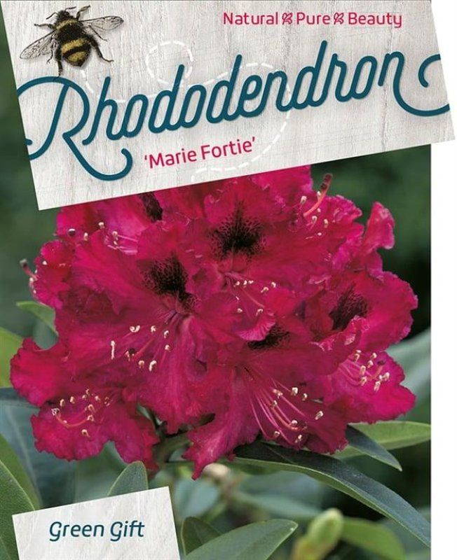 Rhododendron (AC) 'Marie Fortie', D 29