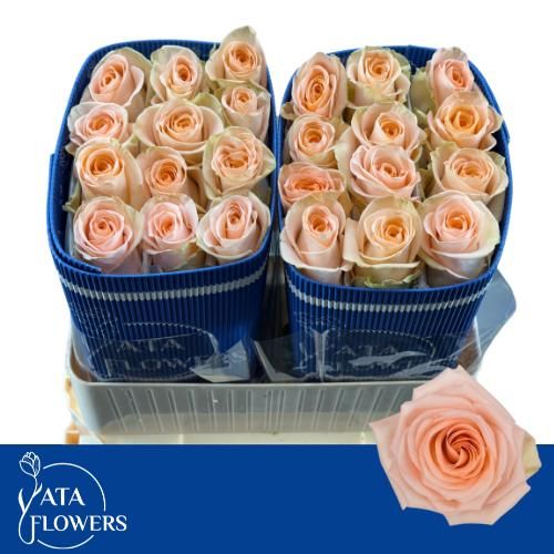 Роза од. Тиффани! 70, шт.