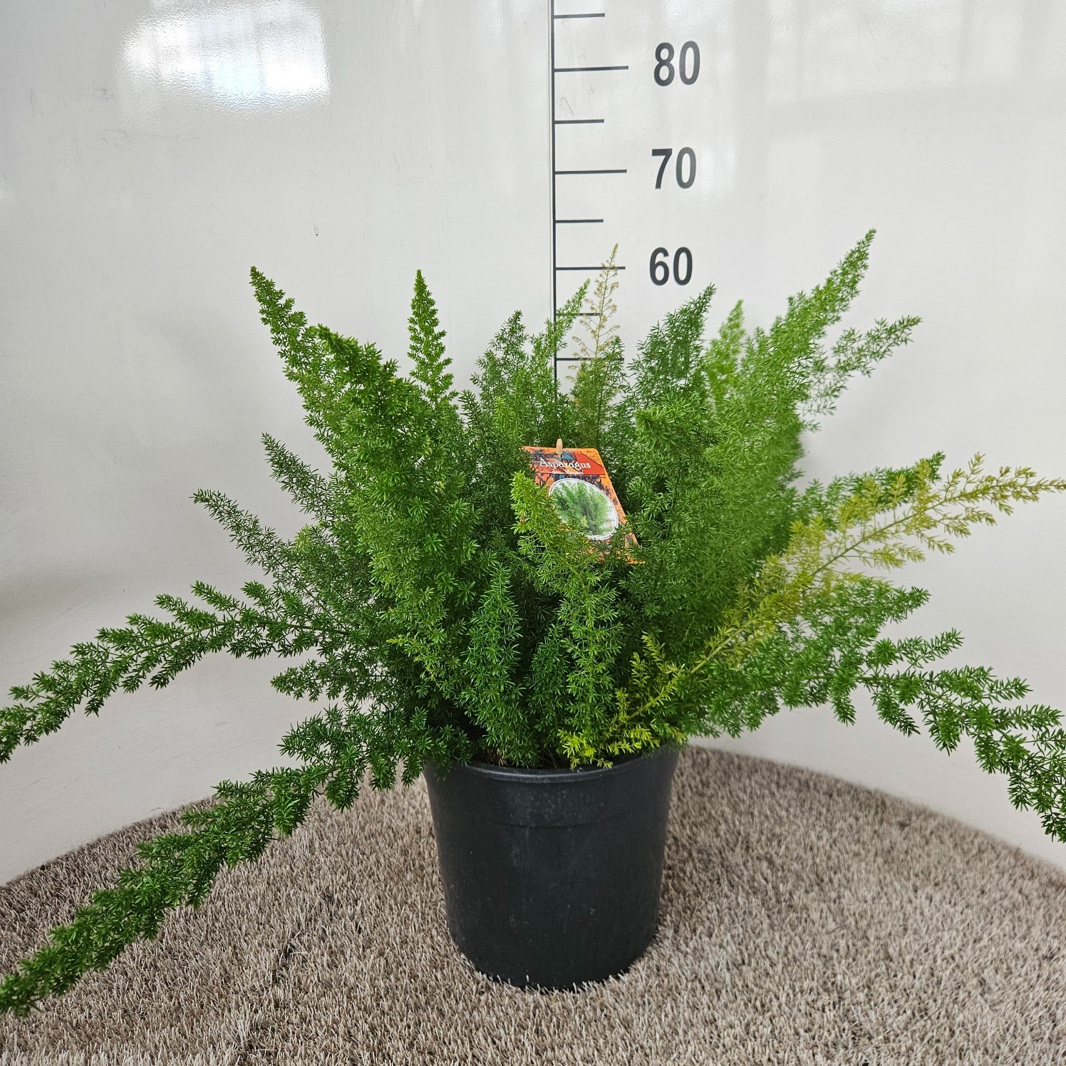 Asparagus d. meyers, D 27