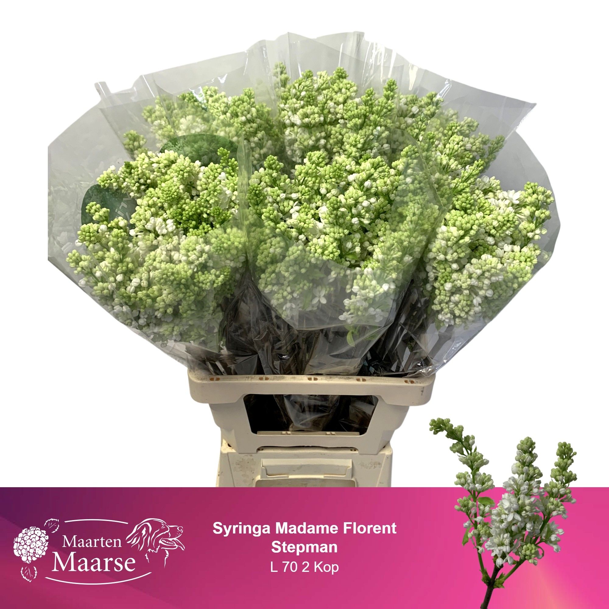 Сирень Мадам Флорент Степман 70 (бел.), шт.