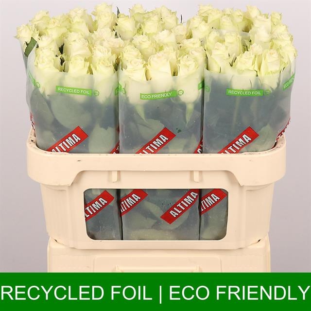 Роза од. Альбатрос 70, шт.