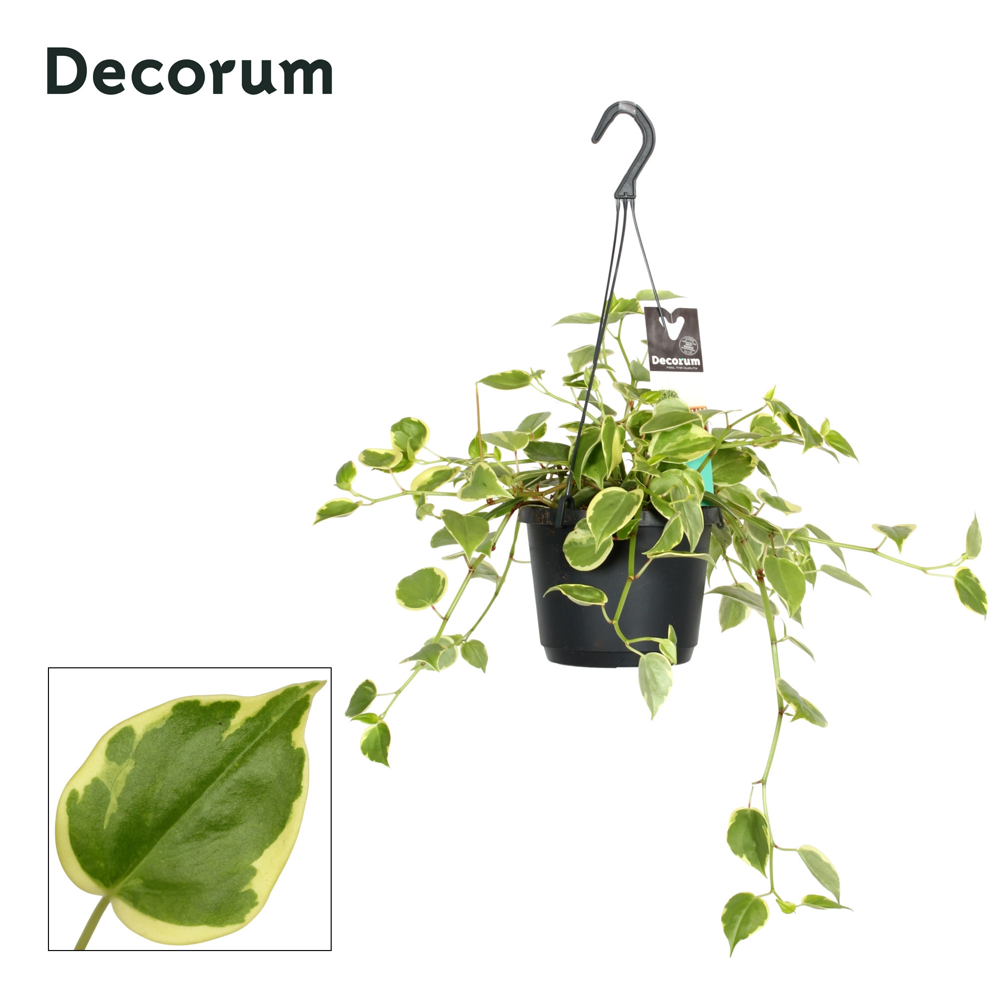 Peperomia scandens Variegata, D 17 cm