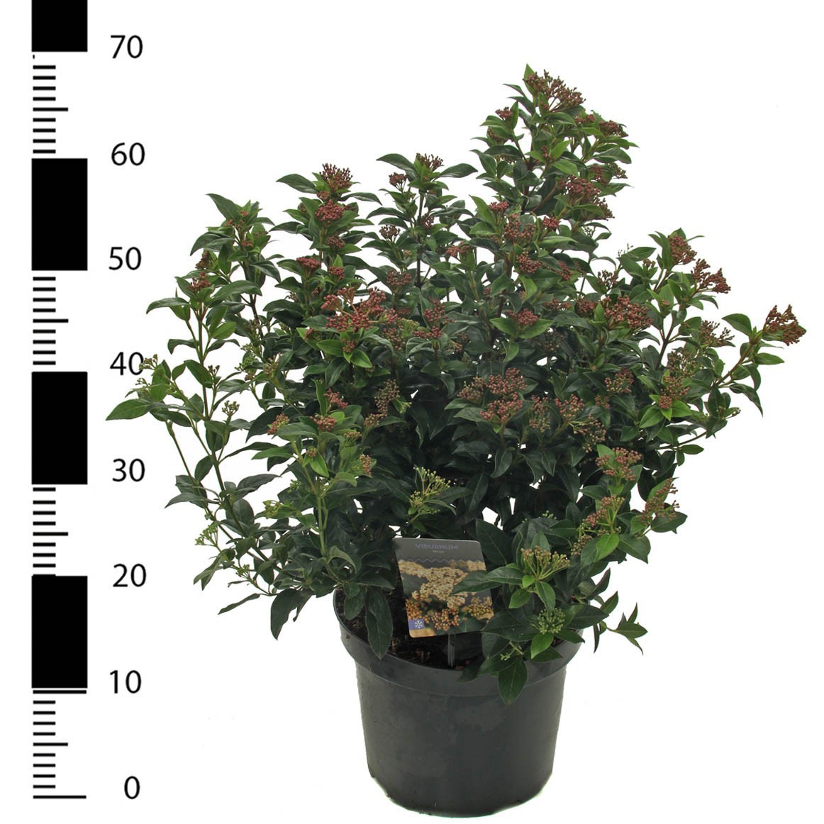 Viburnum tinus, D 26