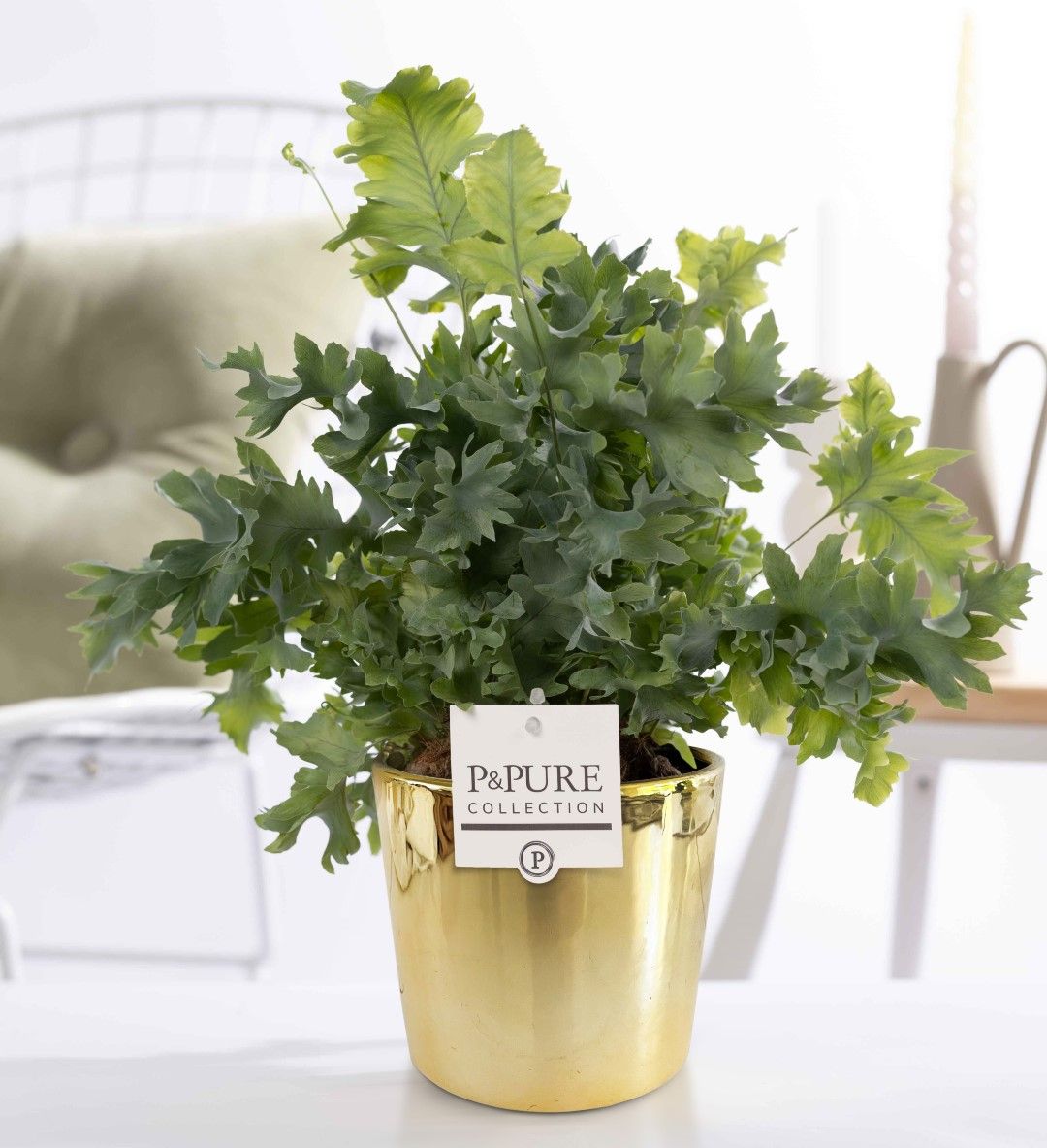 Phlebodium Davana in P&PURE Laryssa ceramics shiny gold, D 12