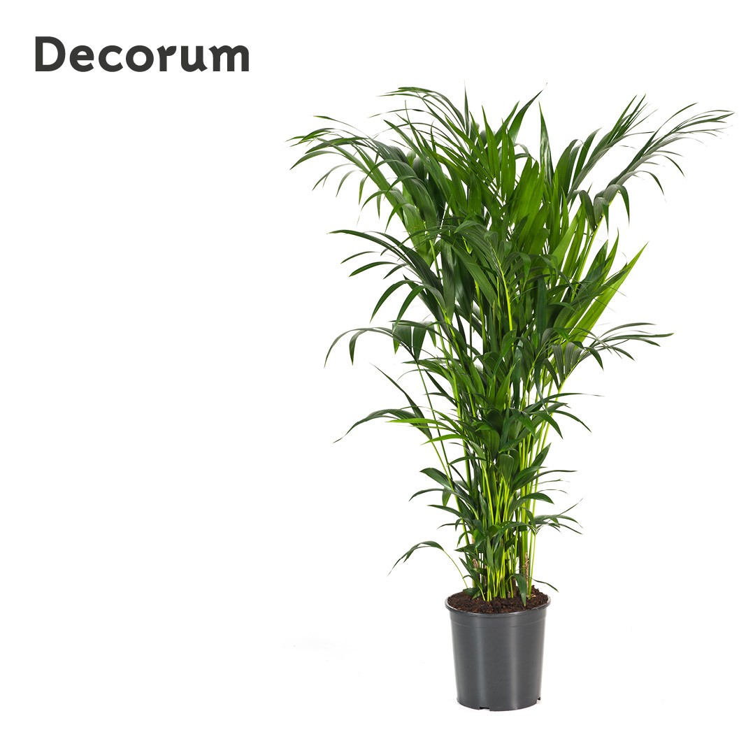 Howea forsteriana 160cm (Kentia) Decorum, D 32