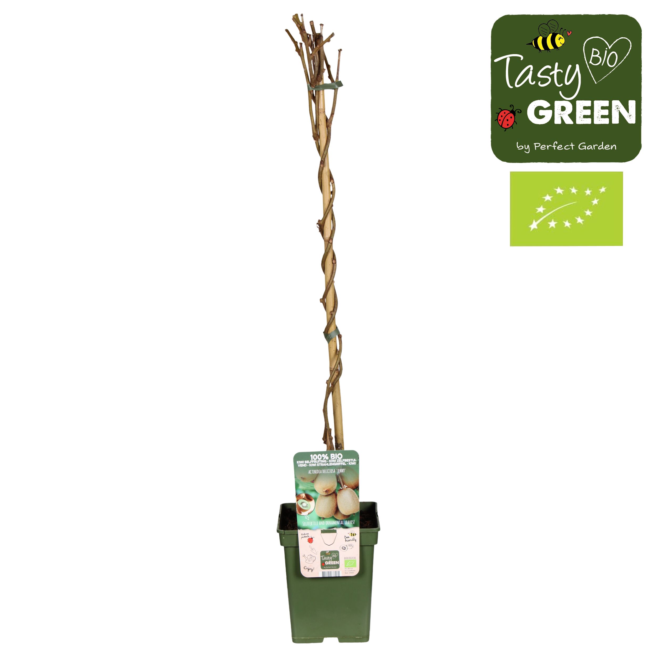 Actinidia deliciosa 'Jenny' Bio P23, D 23