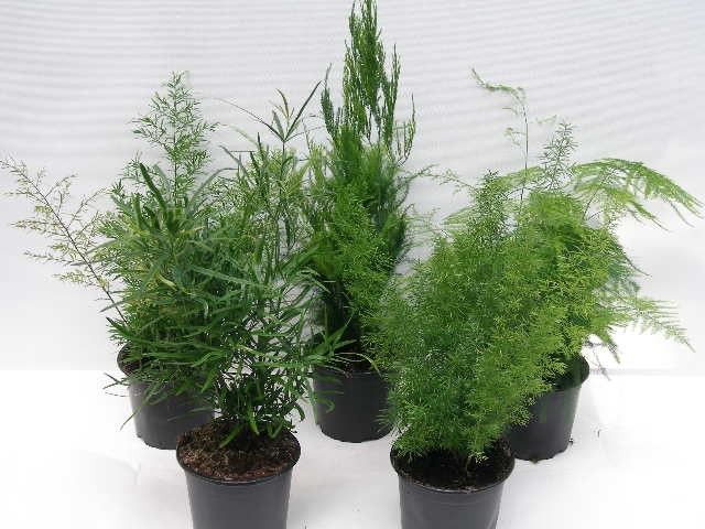 ASPARAGUS DENSIFLORUS 'Mix', D 12