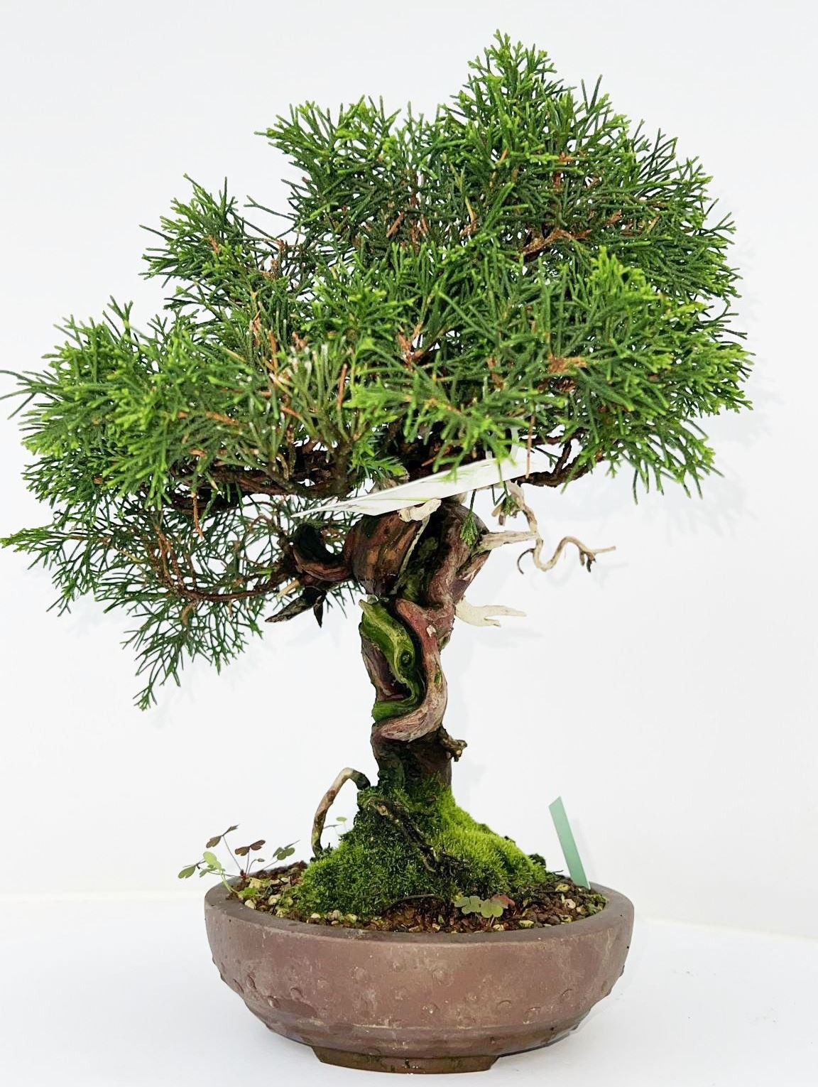 Juniperus chinensis, 16cm., height 40cm. (single item), D 16