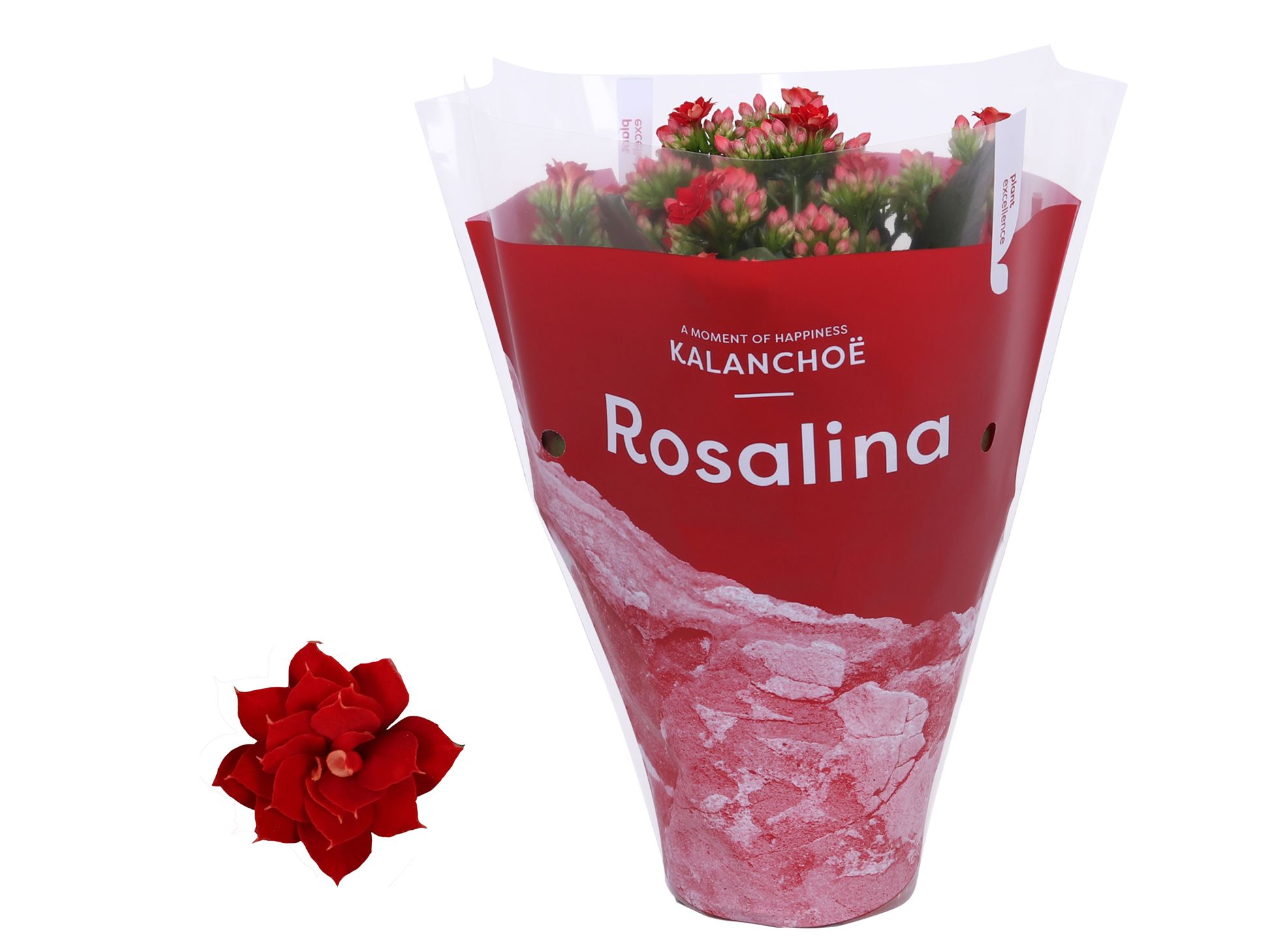 Kalanchoe Rosalina 12cm TST Don Justino, Rode hoes, D 12