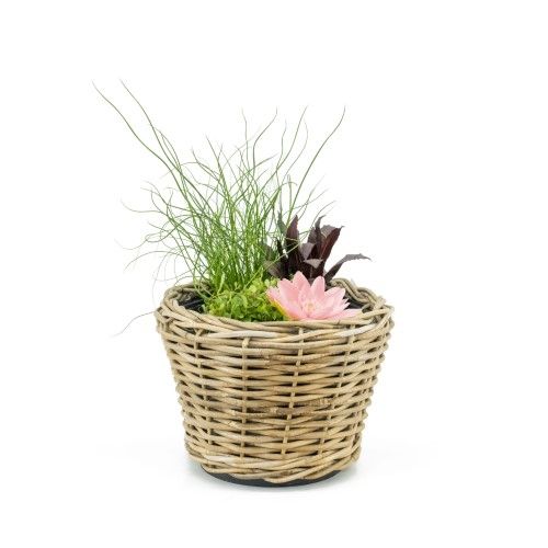 Terrasvijvers rotan incl mixmand, D 18