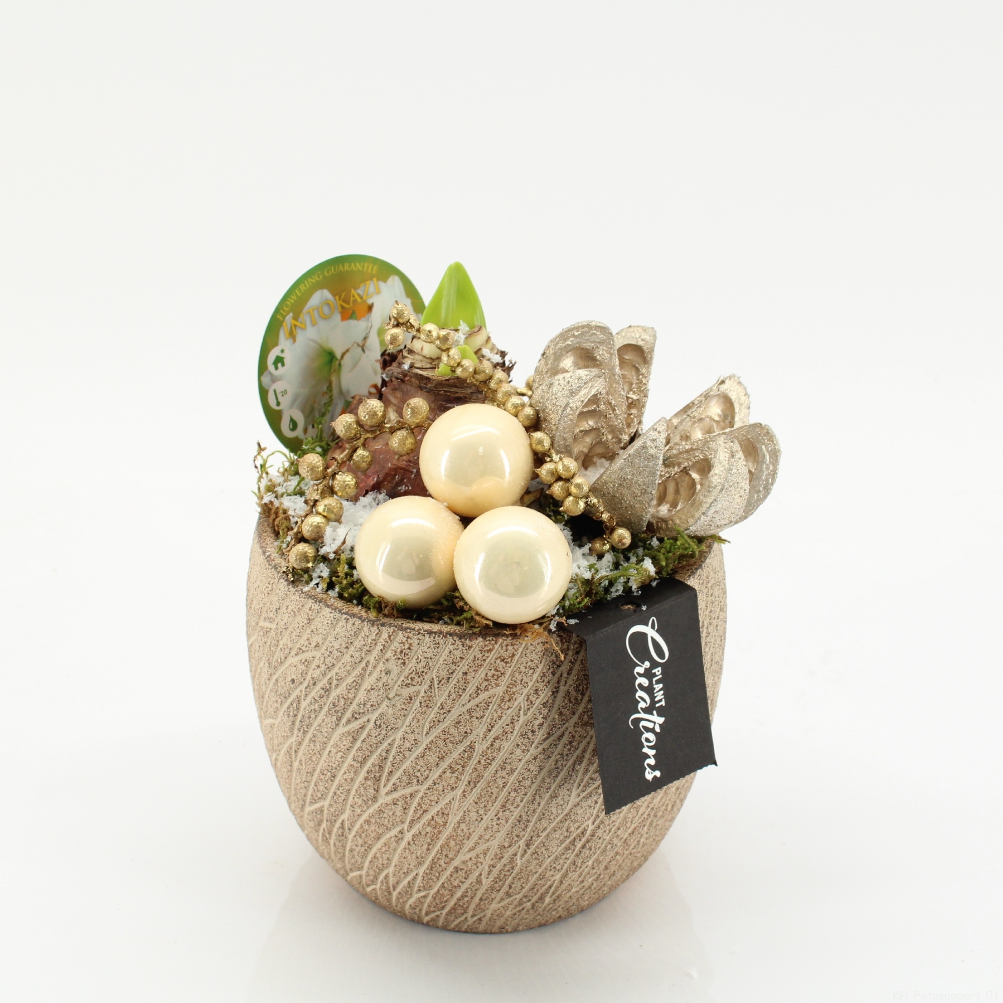 HICR-2518W Kerst Amaryllis, D 14 cm