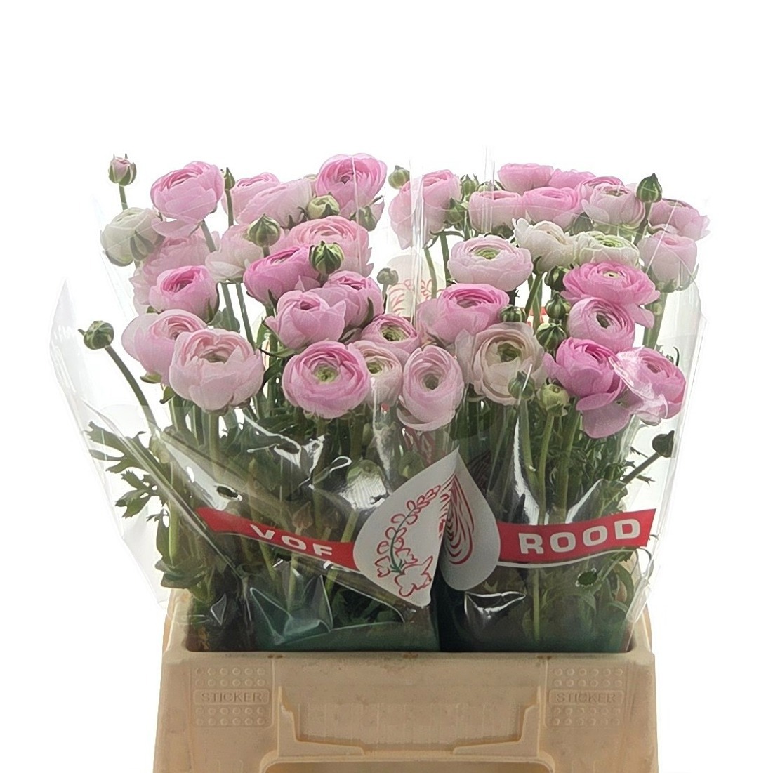 Ранункулус Элеганс Пинк 40, шт.