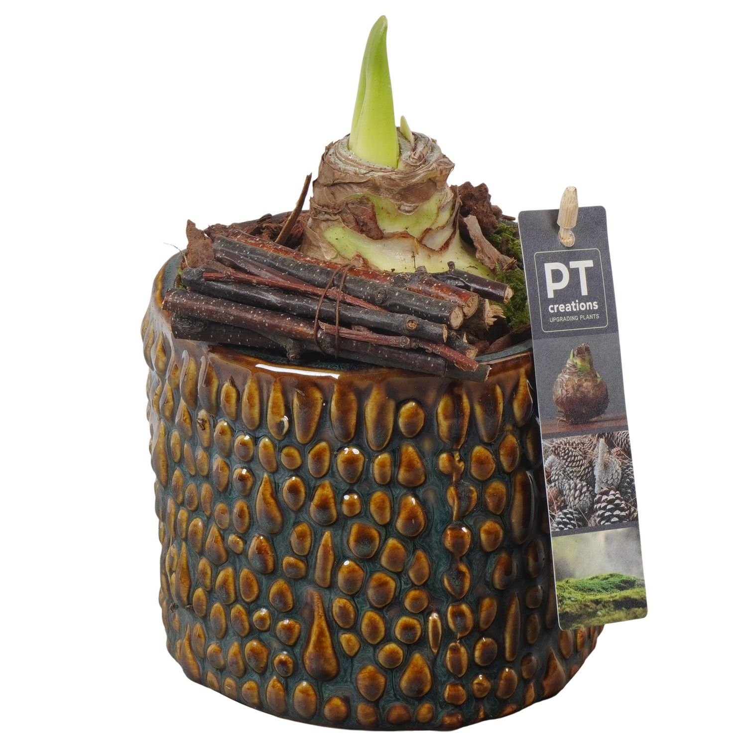 PTAA7514 Arrangement Amaryllis in keramiek pot, D 13 cm