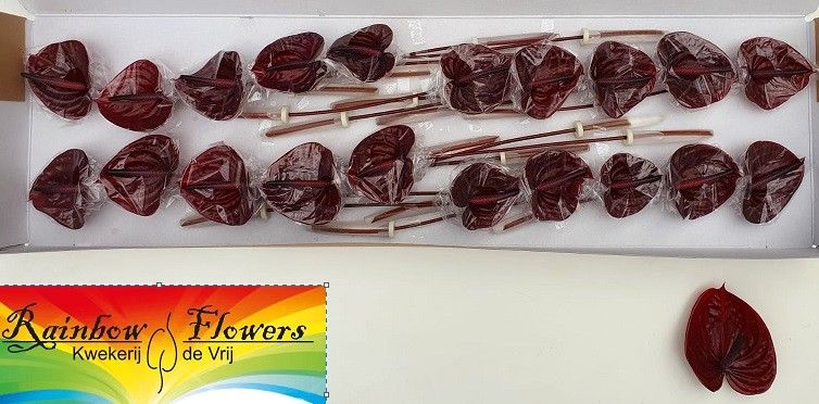 Антуриум Неро x20, шт.