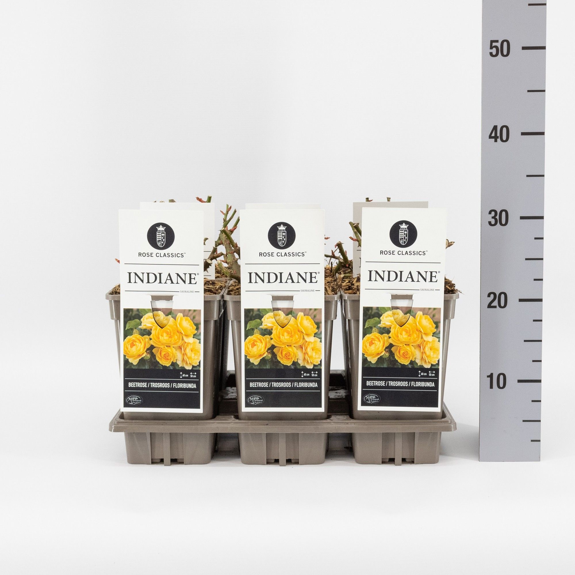 Rosa (F) Indiane ®, C3, D 17