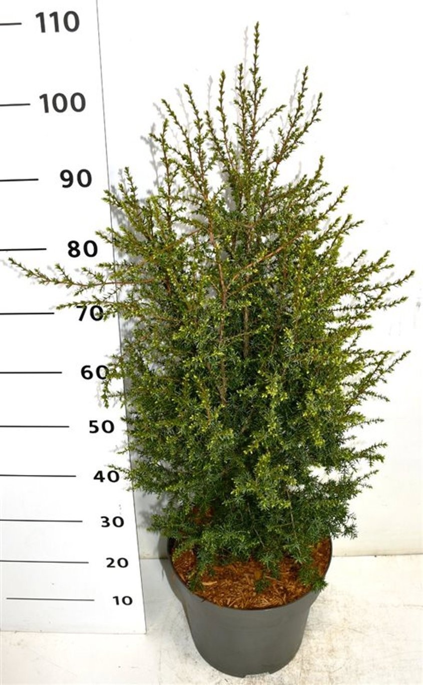 Juniperus comm. 'Suecica', D 32