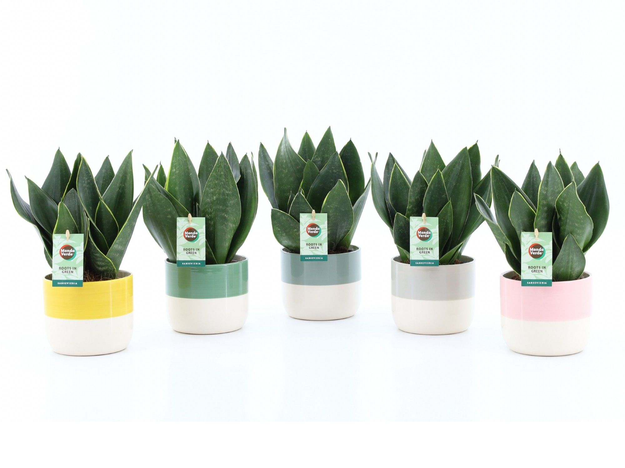 Sansevieria Black Diamond in Two Tone keramiek, D 13