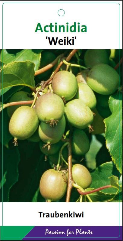 Actinidia arguta 'Weiki' 80CMC2, D 17 cm