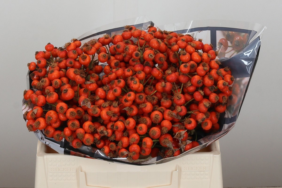 Рузботель Хипхоп Сансет 35, шт.