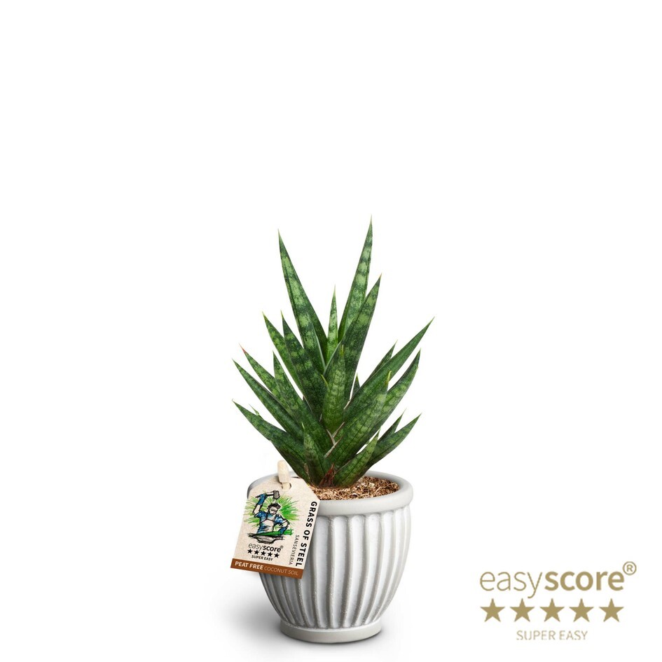 Athena, Sansevieria ´Francissii´, D 7 cm