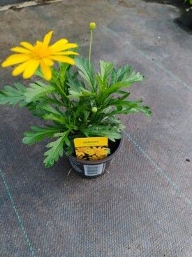 578 DVDS : Pot 10.5 cm EURYOPS YELLOW, D 10,5