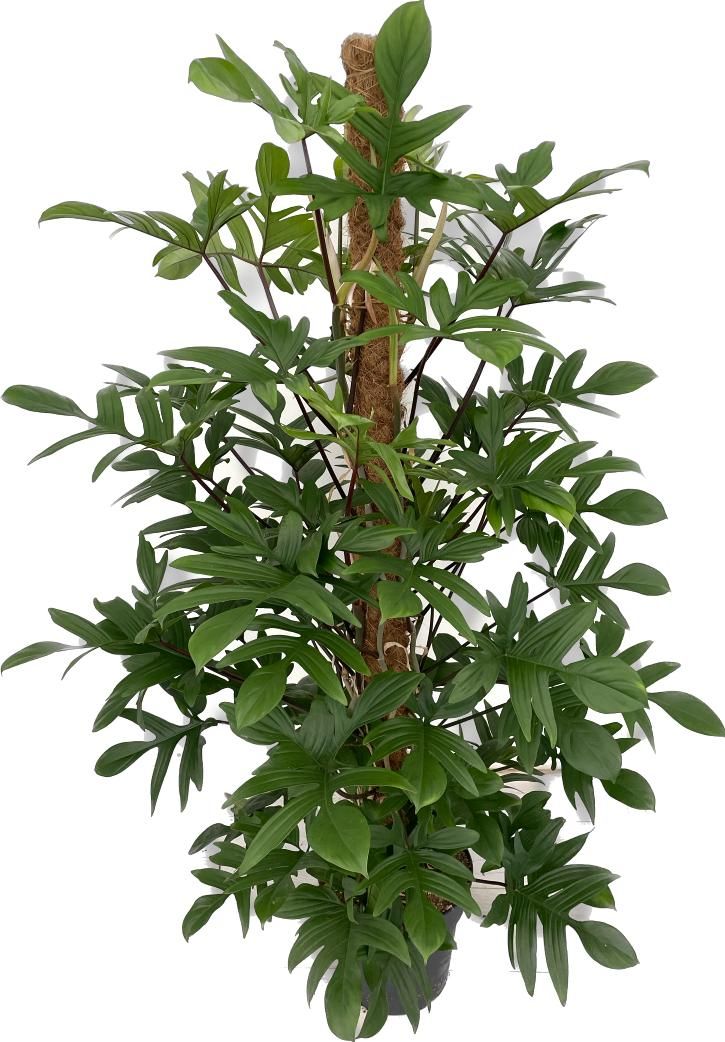 Philodendron pedatum, D 27 cm