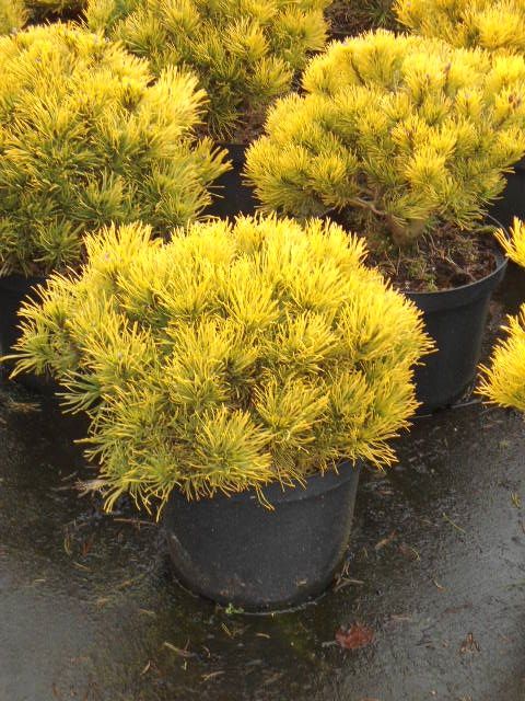 Pinus mugo Wintergold, D 29