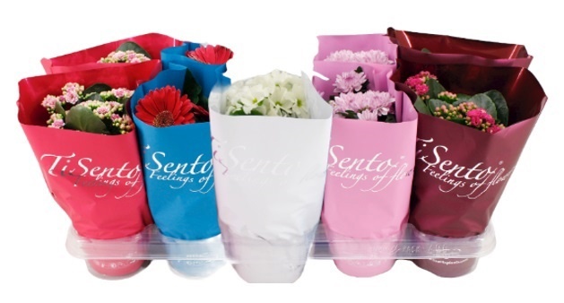 Bloeimix 12 cm januari-2, D 12