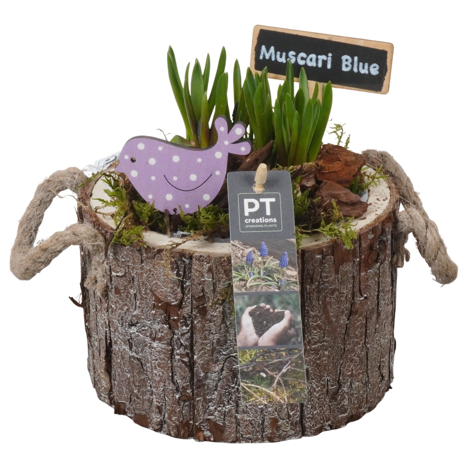 PTMB6284 Arrangement Muscari Blue in hout pot, D 16