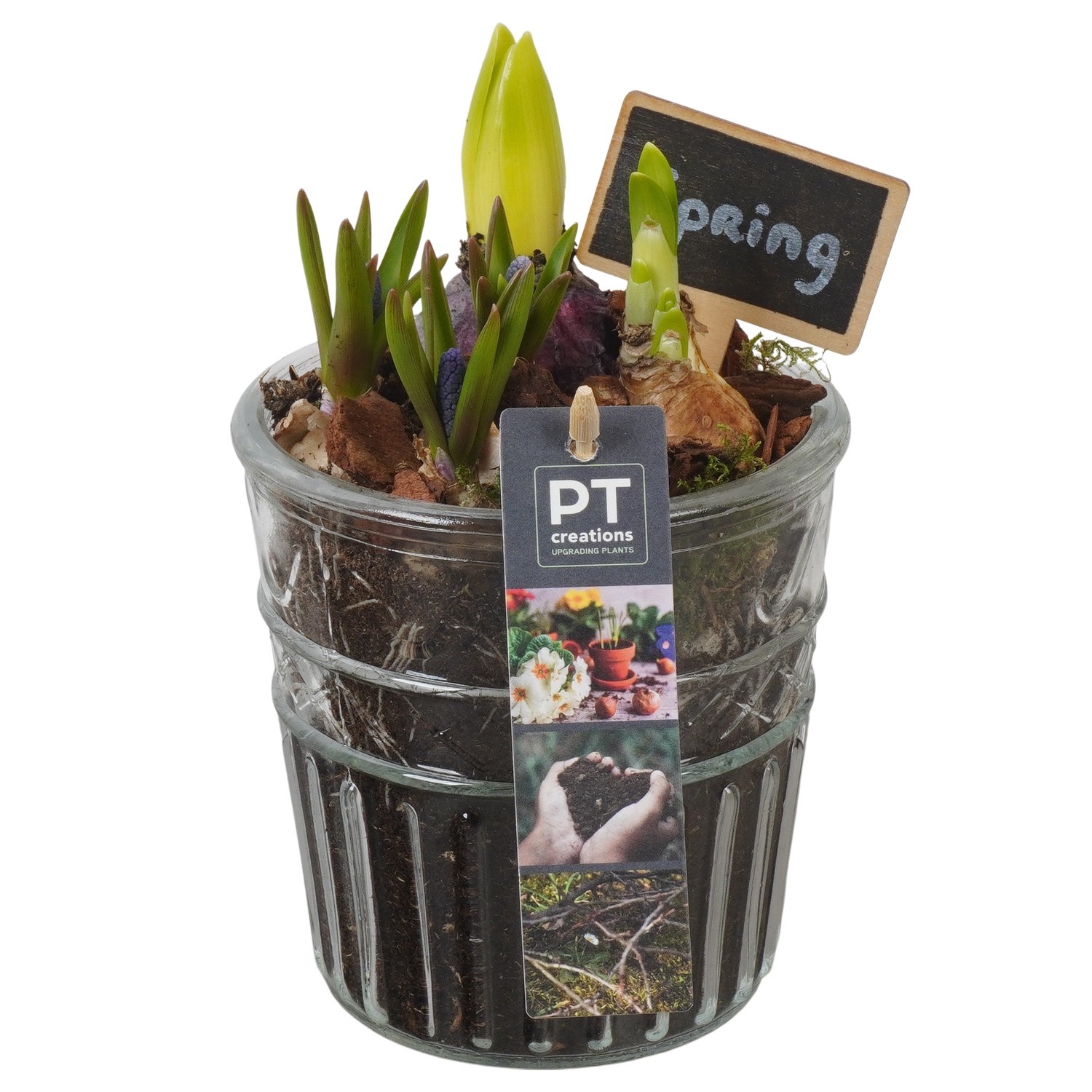 PTBM3937 Arrangement Flower Bulbs Mix in glazen vaas, D 12